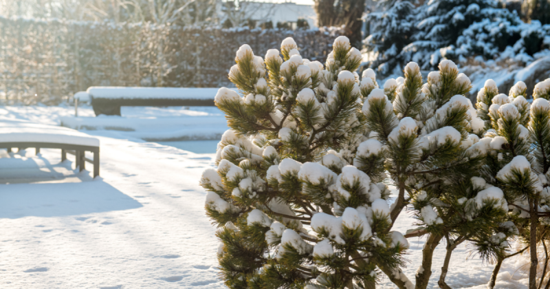 Styczniowy ogród – krzewy i śnieg